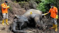 antarafoto-gajah-sumatra-mati-di-aceh-timur-211119-syf-4_ratio-16x9 BKSDA Duga Gajah Sumatra Mati di Aceh Tengah karena Keracunan