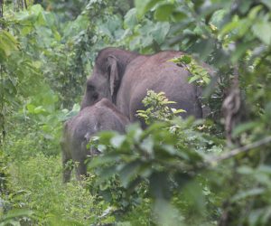 Kawanan gajah liar memasuki kawasan perkebunan kelapa sawit warga di Desa Seumanah Jaya, Kecamatan Rantoe Peureulak, Aceh Timur, Aceh, Kamis (19/11). ANTARA FOTO/Syifa Yulinnas/15.
