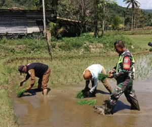 Ketahanan Pangan Aceh
