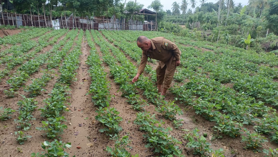 Manfaatkan Lahan Kosong untuk Tanaman Produktif
