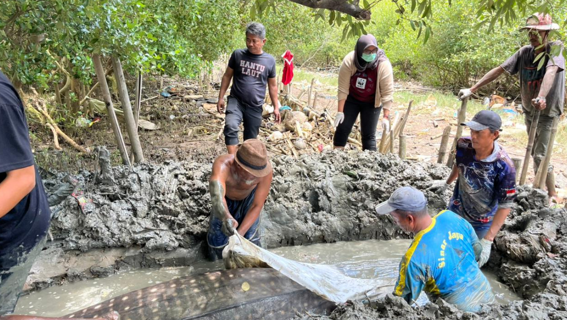 Raksasa Laut Terdampar