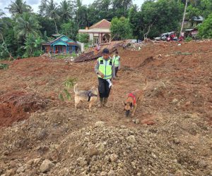 IMG-20251115-WA0115 Polri Kerahkan Anjing Pelacak dalam Pencarian Korban Longsor Cilacap