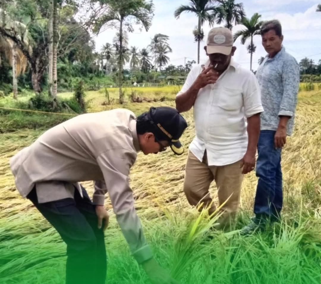 Abdurrahman Ahmad Tinjau Sawah Terendam Banjir di Lhoong: “Petani Butuh Perhatian Cepat Pemerintah”