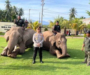 Kolaborasi Polres Pidie Jaya dan BKSDA: Gajah Dilibatkan Dalam Pembersihan Material Sisa Banjir Di Pidie Jaya