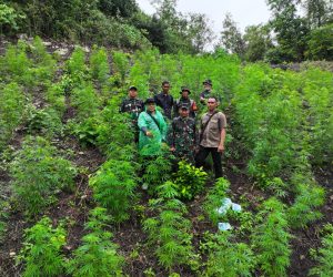 Kodim 0101 Temukan Ladang Ganja