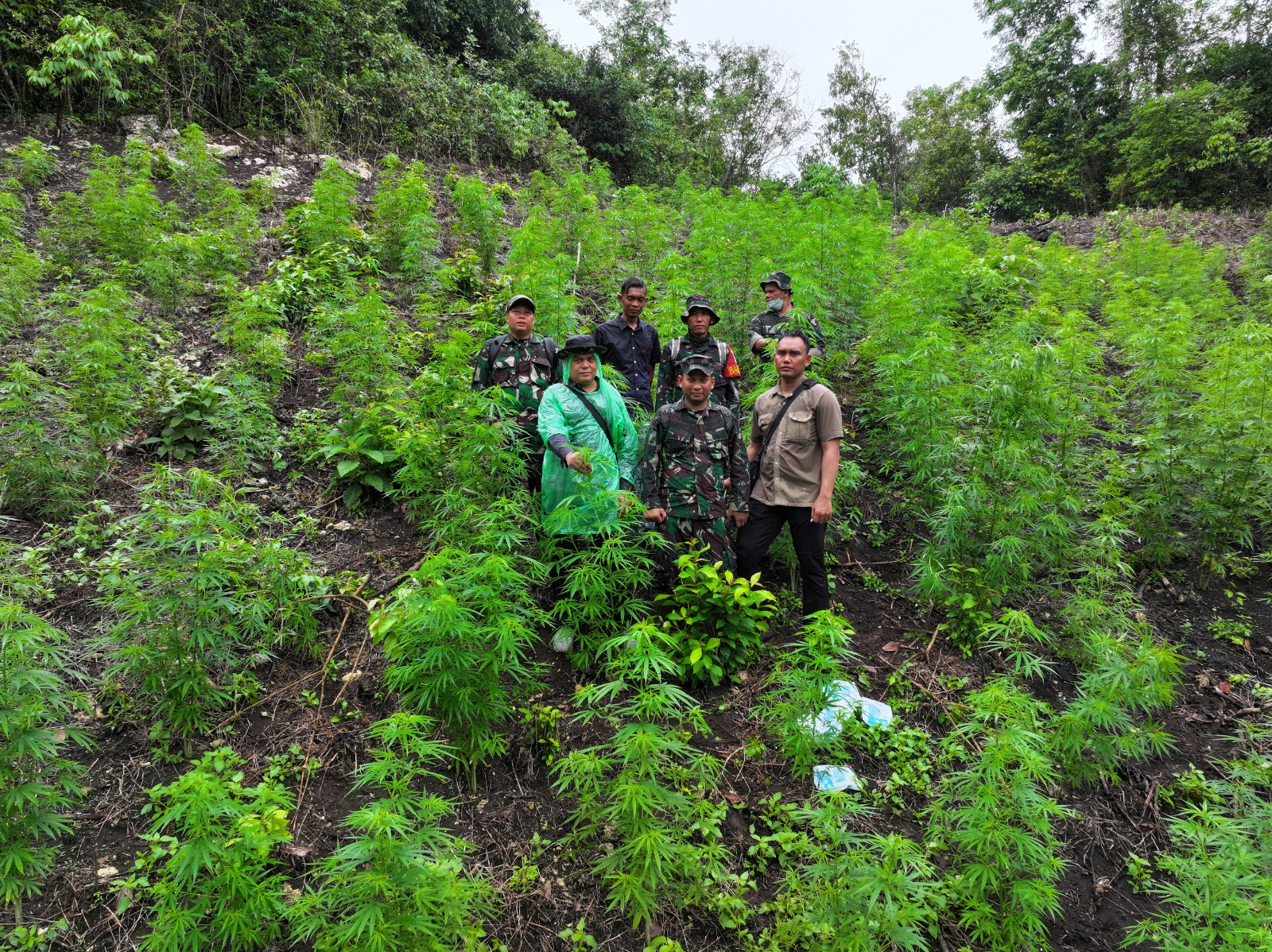 Kodim 0101 Temukan Ladang Ganja