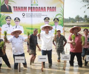 Pimpin Tanam Padi Perdana Pasca Bencana