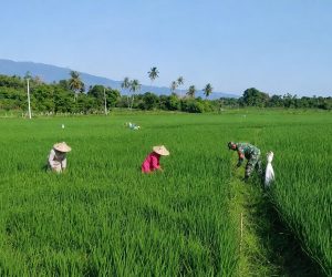 Dampingi Penyiangan Padi