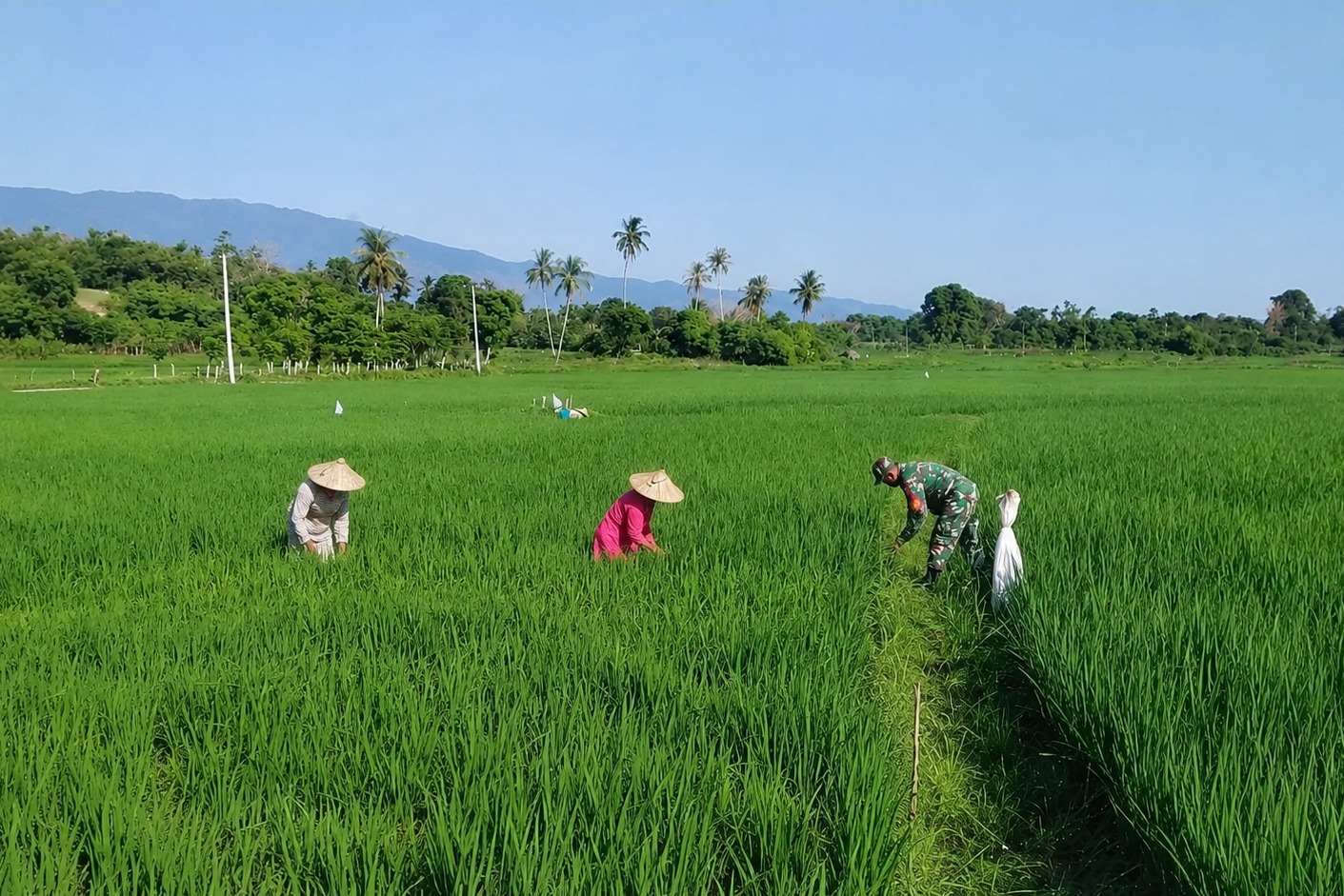 Dampingi Penyiangan Padi