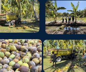 Rutan Majene Panen Kelapa