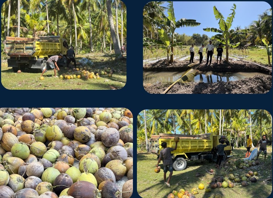 Rutan Majene Panen Kelapa