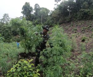 Ganja Ditanam Ganja Dimusnahkan