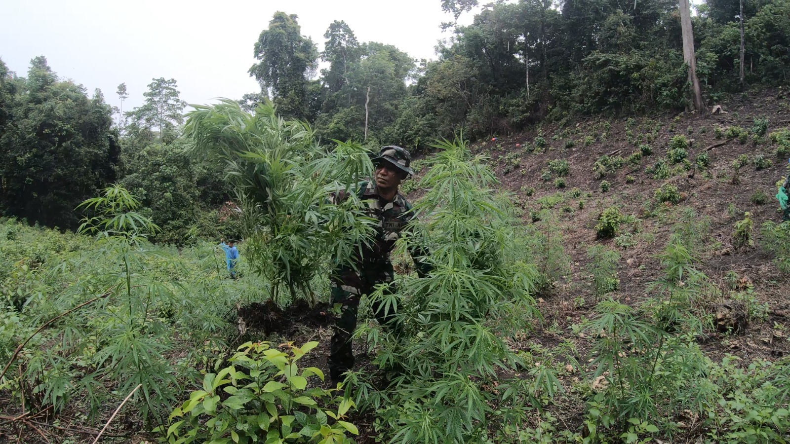 Ganja Ditanam Ganja Dimusnahkan