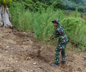 Tim Gabungan Kodam Iskandar Muda Musnahkan Sekitar 50 Hektare Ladang Ganja di Kawasan Hutan Lindung Nagan Raya