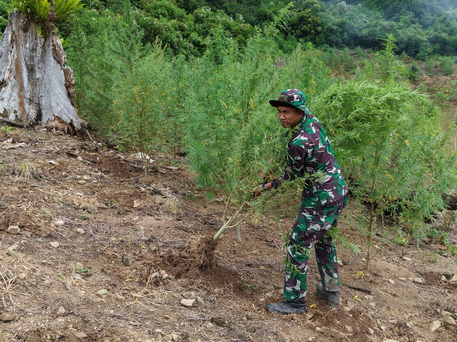 Tim Gabungan Kodam Iskandar Muda Musnahkan Sekitar 50 Hektare Ladang Ganja di Kawasan Hutan Lindung Nagan Raya